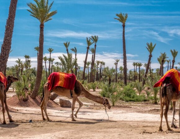 Combiné Quad et dromadaire Palmeraie Marrakech